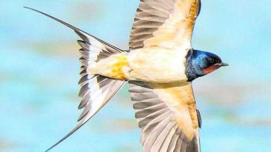 L’oreneta és una de les aus insectívores més conegudes.  Shutterstock