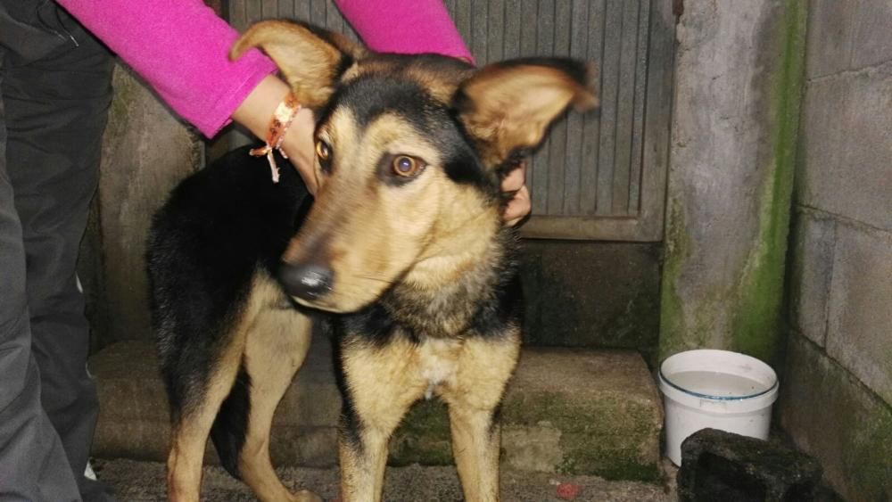 Cachorros abandonados en O Morrazo buscan un hogar