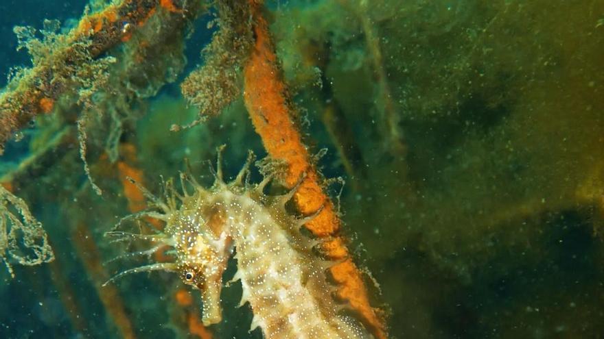 Los refugios para caballitos de mar del Puerto de Vigo ya tienen sus primeros ocupantes