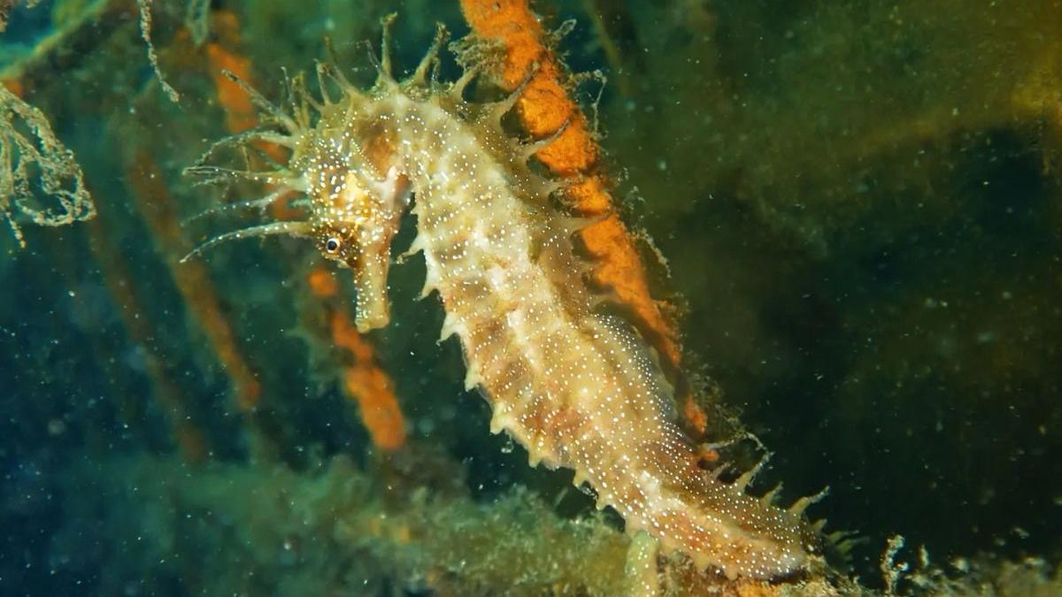 Los refugios para caballitos de mar del Puerto de Vigo ya tienen sus primeros ocupantes