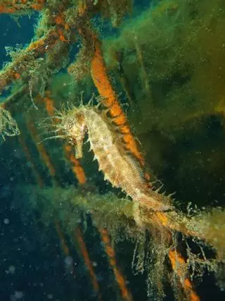 Los refugios para caballitos de mar del Puerto de Vigo ya tienen sus primeros ocupantes