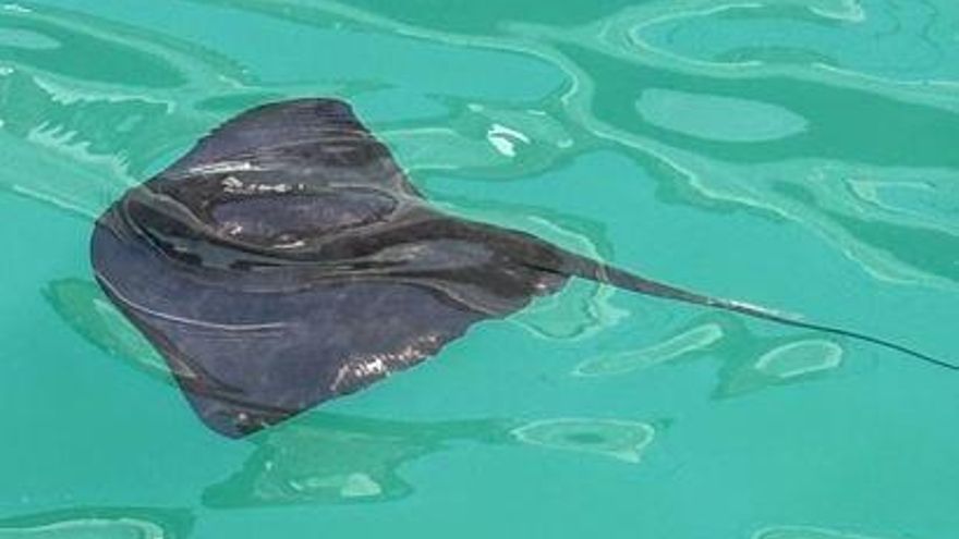 Graban una raya nadando en el puerto de Ibiza