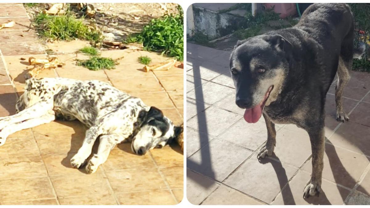 Imágenes de los dos perros rescatados en el barrio de Horta de Barcelona.