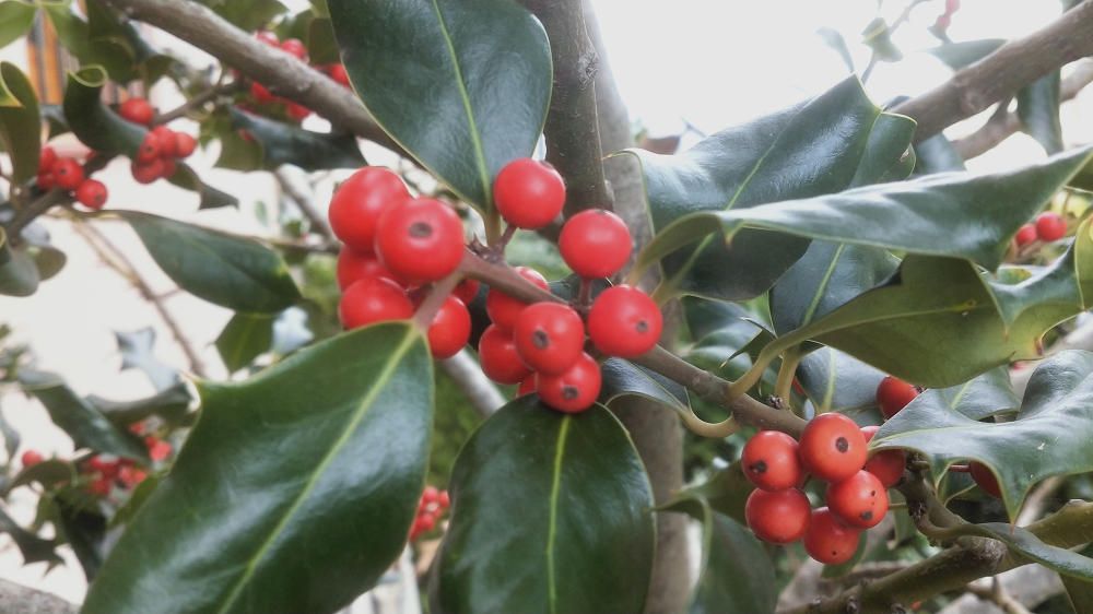 El boix grèvol no es pot treure del bosc. És una planta protegida.