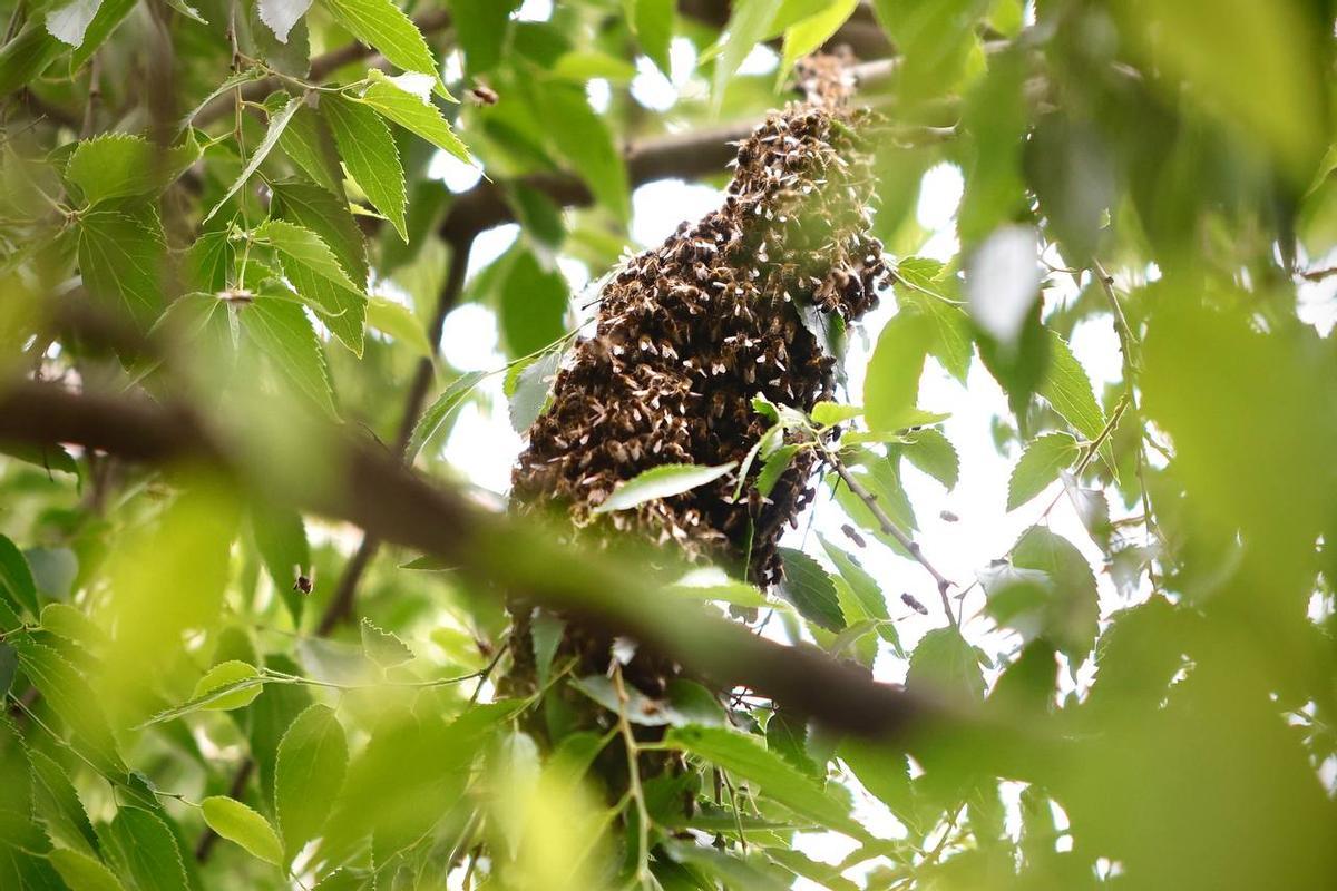Panel de abejas en el árbol de la Ribera.