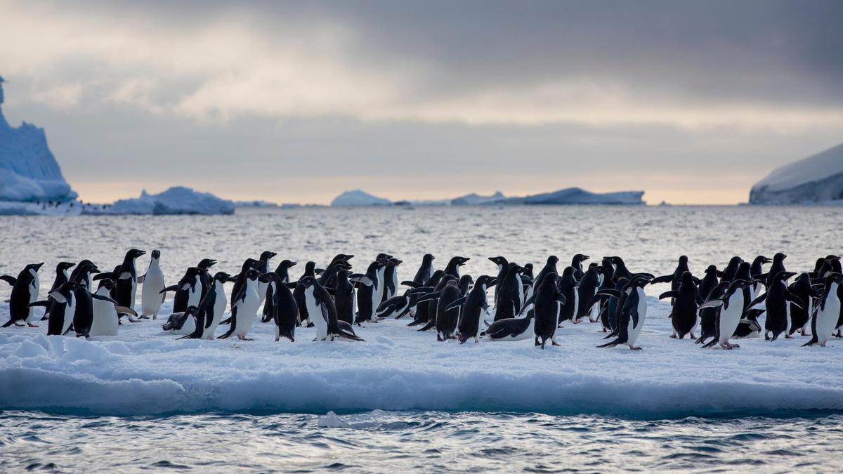 Imagen de archivo de pingüinos de Adele en los iceberg cerca de las Islas Paulet en el a la entrada del Mar de Weddel en la Antártida en una expedición de Greenpeace.