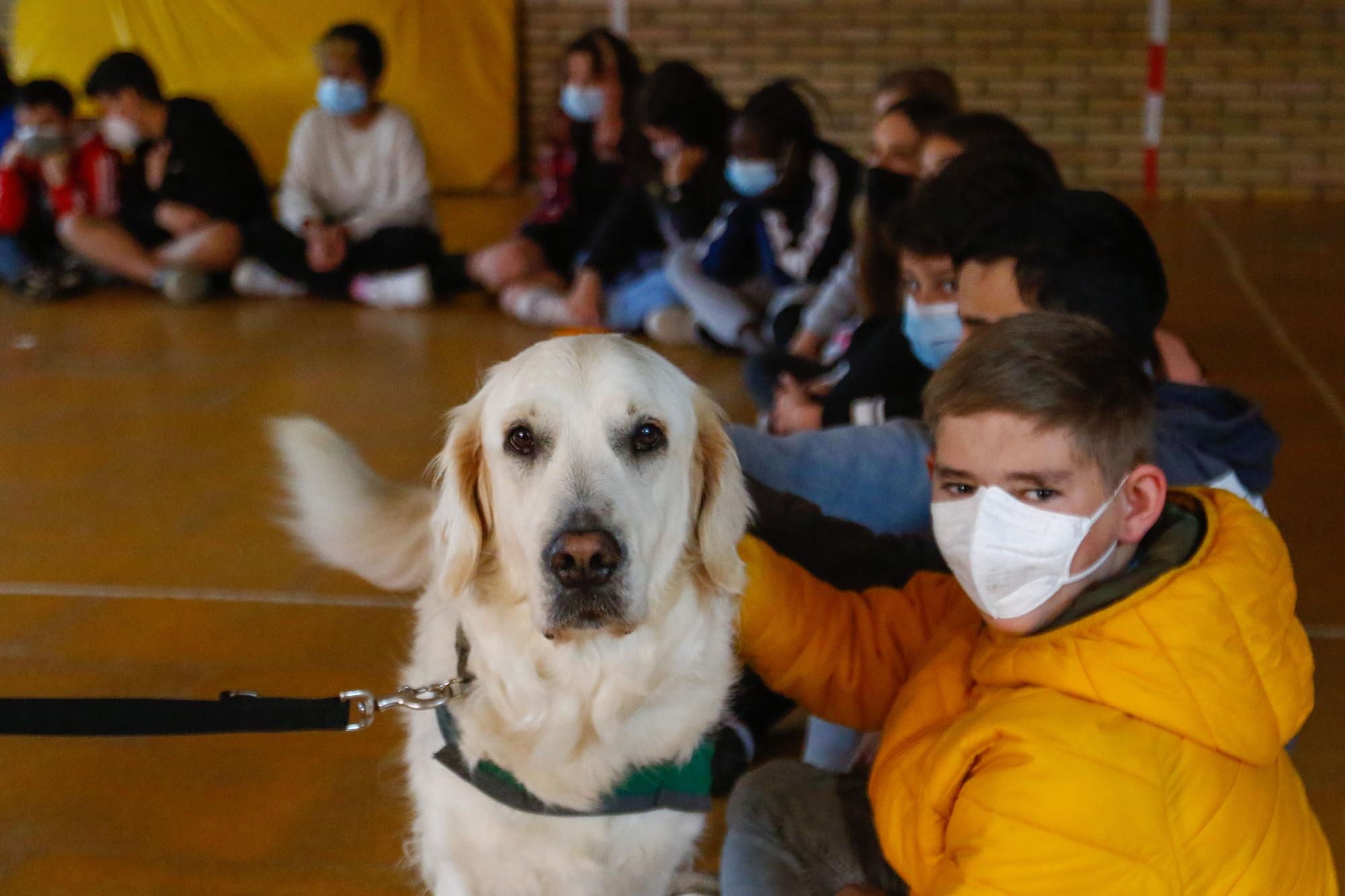 Los alumnos del Arealonga aprenden valores con "profes" caninos