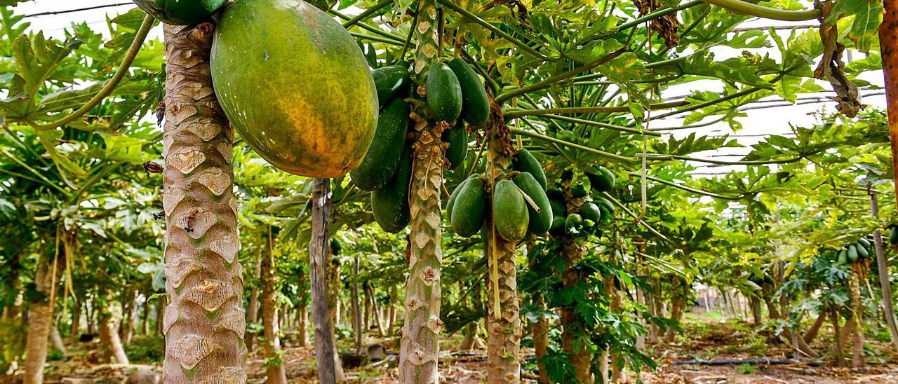 Finca con cultivo de papaya en la isla de Gran Canaria.