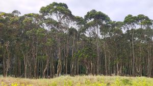 Árboles introducidos (Eucalyptus globulus).
