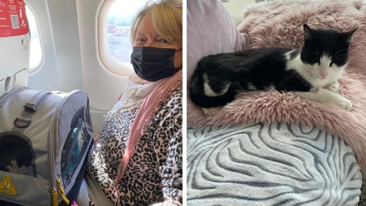 De Suïssa a La Palma per retrobar-se amb ‘Schnurry’: una família recupera la seva gata, perduda després de l’erupció