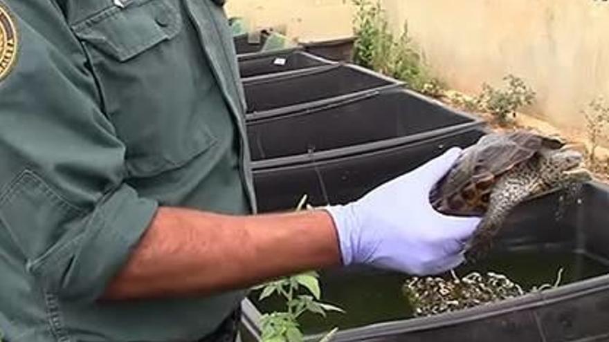 Desmantellada una organització que traficava tortugues criades a l&#039;Anoia