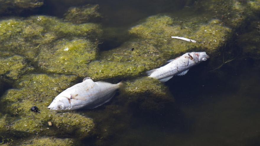 Peces muertos en «la gola» del Riu Sec