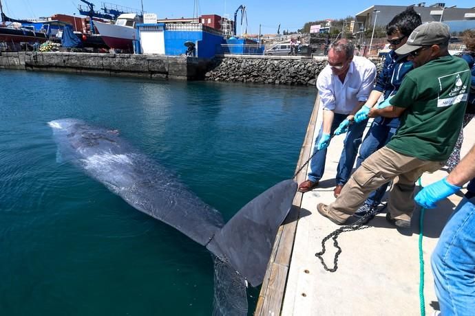 TELDE  13-03-19   TELDE. Localizan a una ballena cachalote hembra de nueve metros muerta flotando en la costa de Telde, la cual fue trasladada hasta el muelle de Taliarte a la espera de sus traslado al vertedero de Juana Grande donde le practicaran la necropsia. FOTOS: JUAN CASTRO