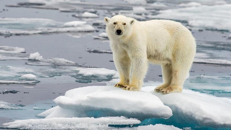 Un oso polar, uno de los animales más afectados.