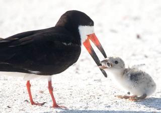 Contaminación: la foto de un ave que da de comer colillas a su cría en una playa de Florida