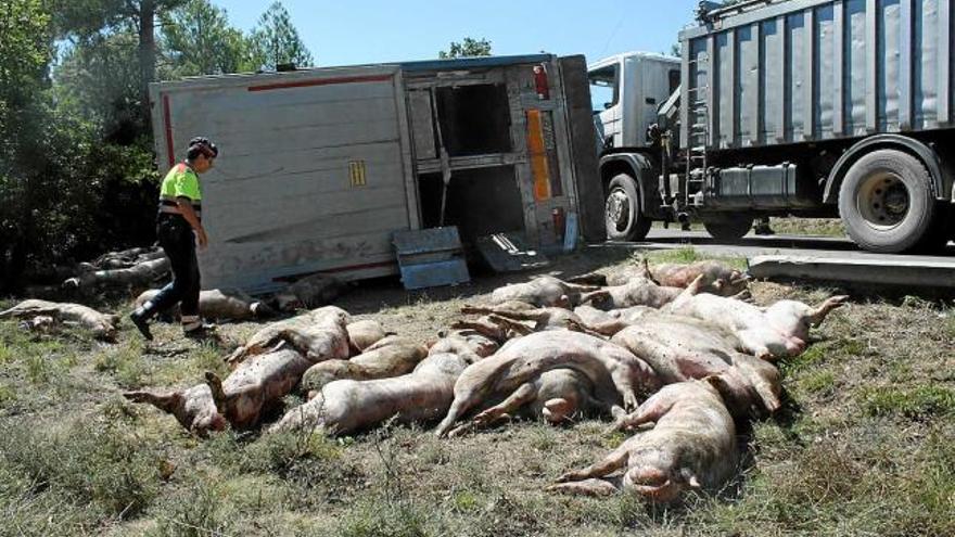 Desenes de porcs morts apilats al costat del camió que va bolcar