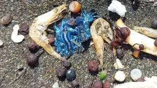 El dragón azul llega a las playas de Telde