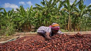 Explotación de cacao en África