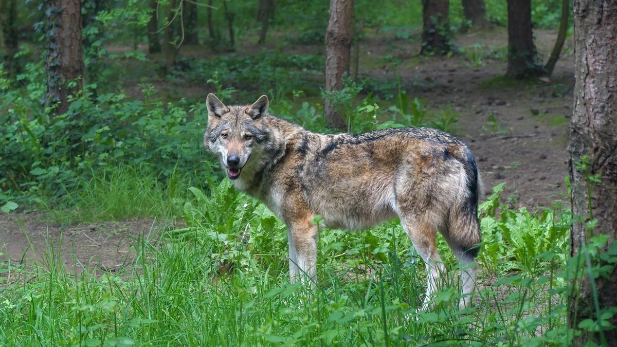 Ejemplar de lobo.