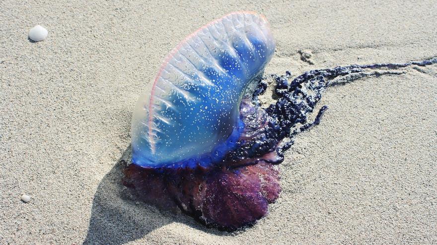 Alertan de la presencia de carabelas portuguesas en playas de Baiona y Nigrán