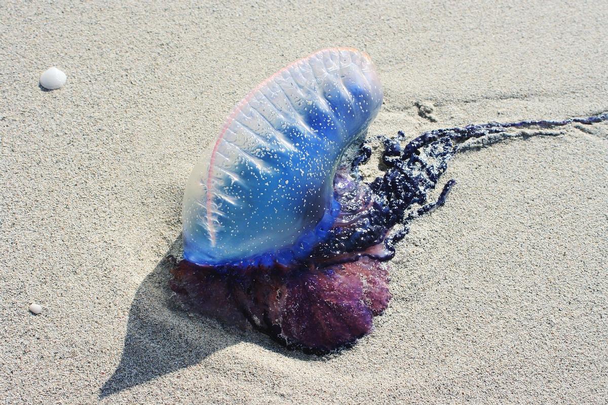 Carabela portuguesa, una de las medusas más peligrosas de nuestras playas