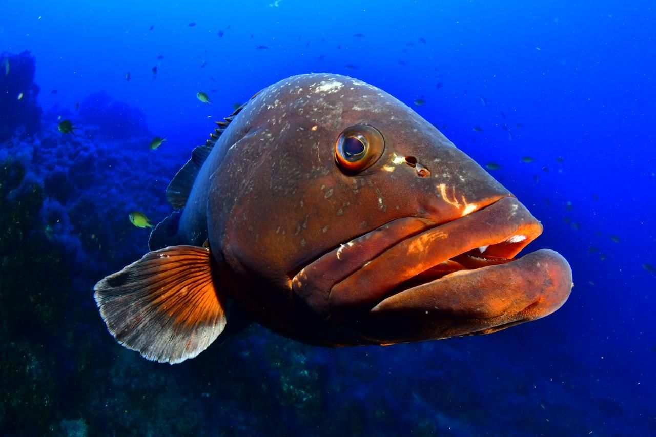 Imágenes del Campeonato de Foto Submarina de El Hierro