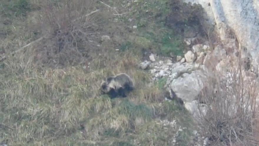 La osezna "Saba" reaparece en los Picos de Europa