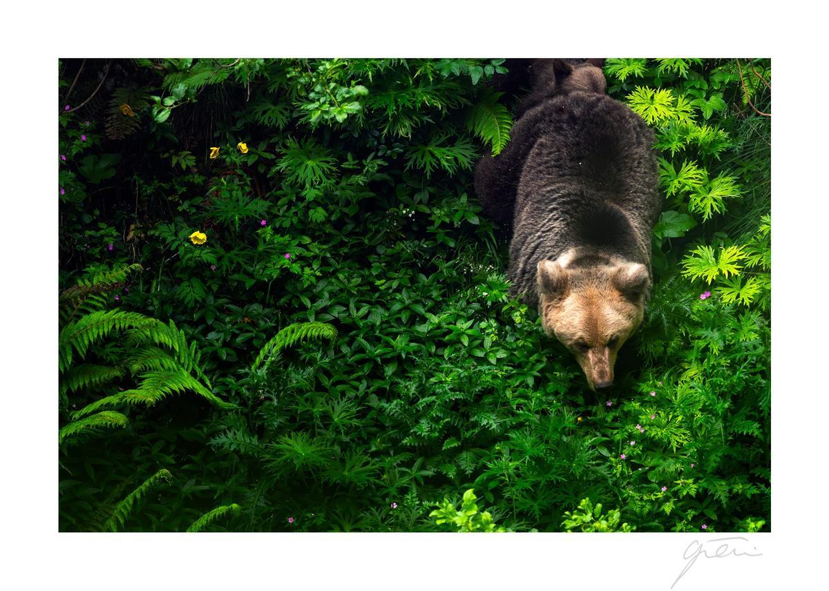 Oso pardo en plena naturaleza