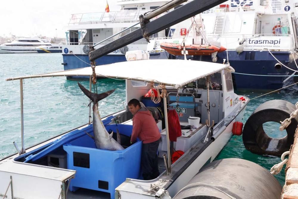 Un ibicenco captura un atún rojo de más de cien kilos