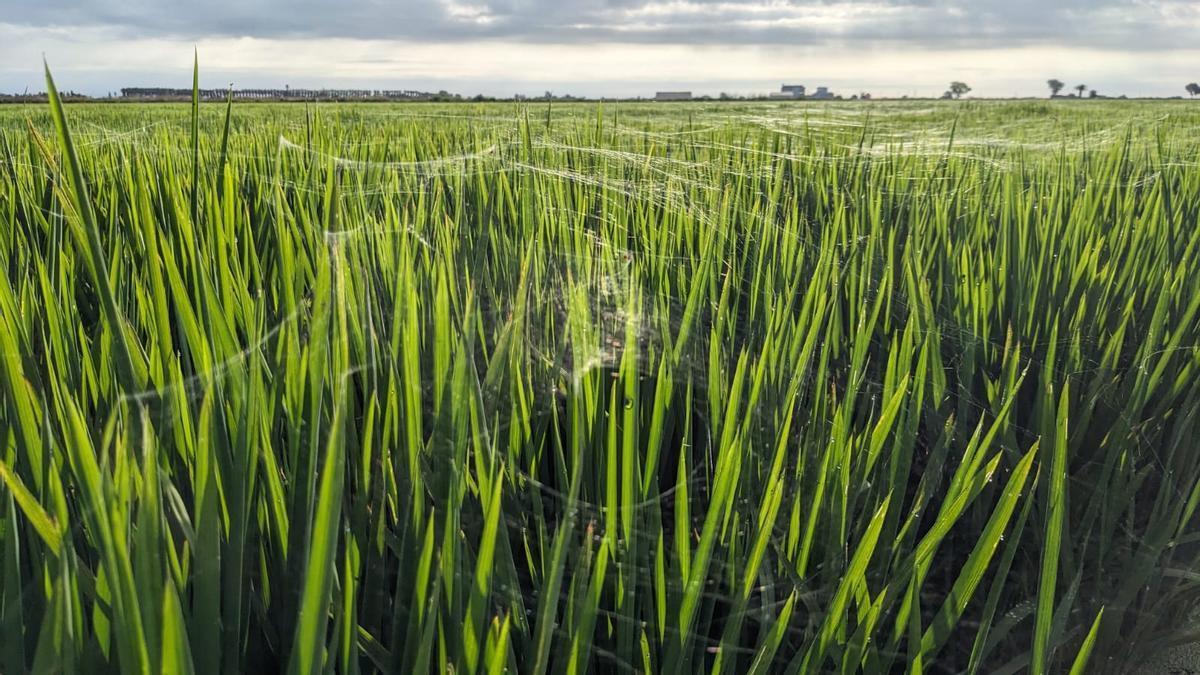 Campos de arroz, esta semana.