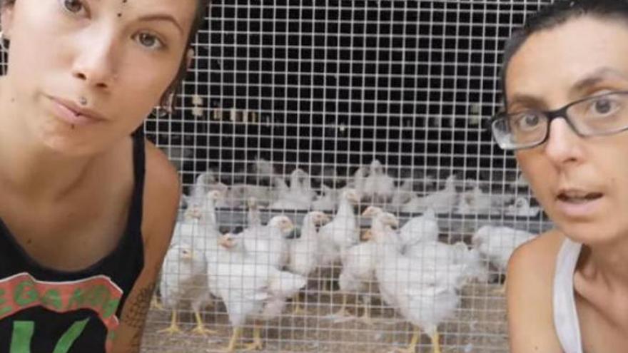 Gallos violadores y gallinas &quot;comehuevos&quot;: el vídeo de dos veganas que ha revolucionado la red