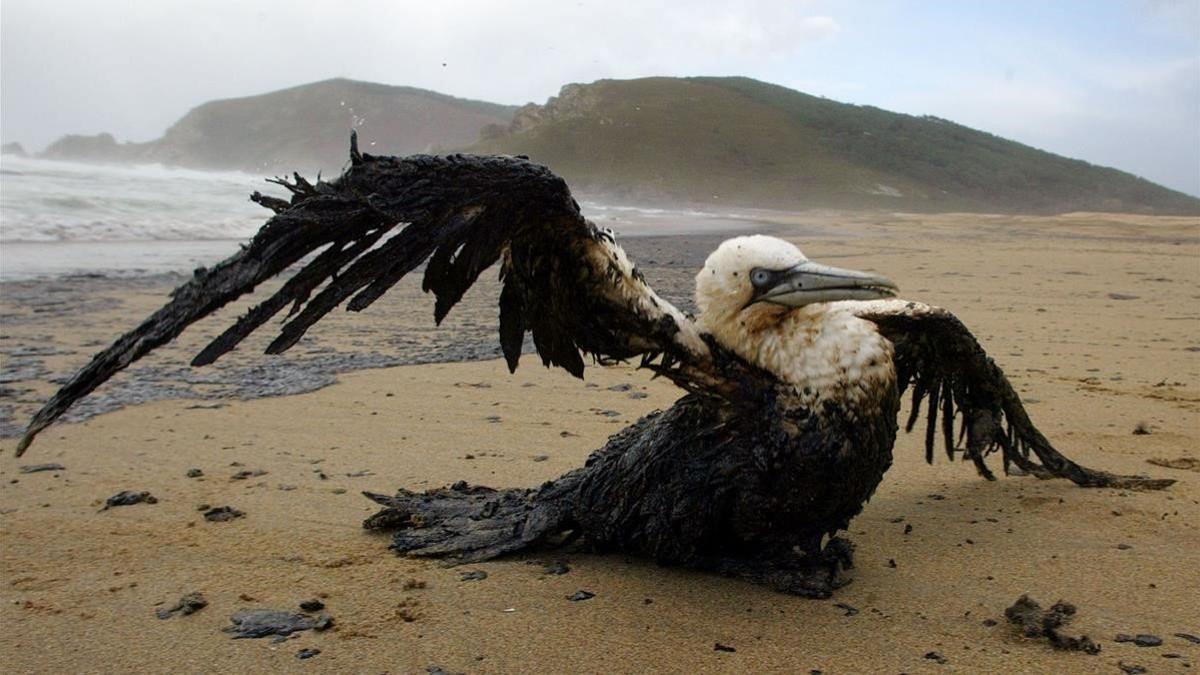 zentauroepp423190 an oil soaked bird flaps its wings on a beach at mar de fora191216173124