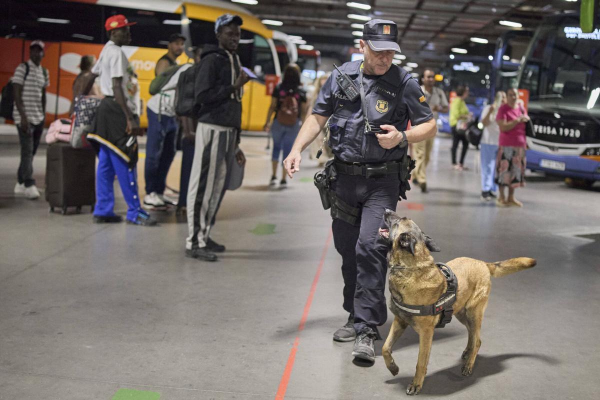 Les imatges de la unitat canina dels Mossos a l'estació de l'AVE buscant explosius