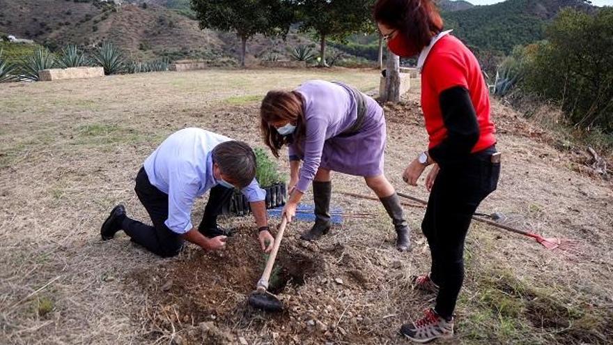 Más de 50.000 árboles para los bosques forestales