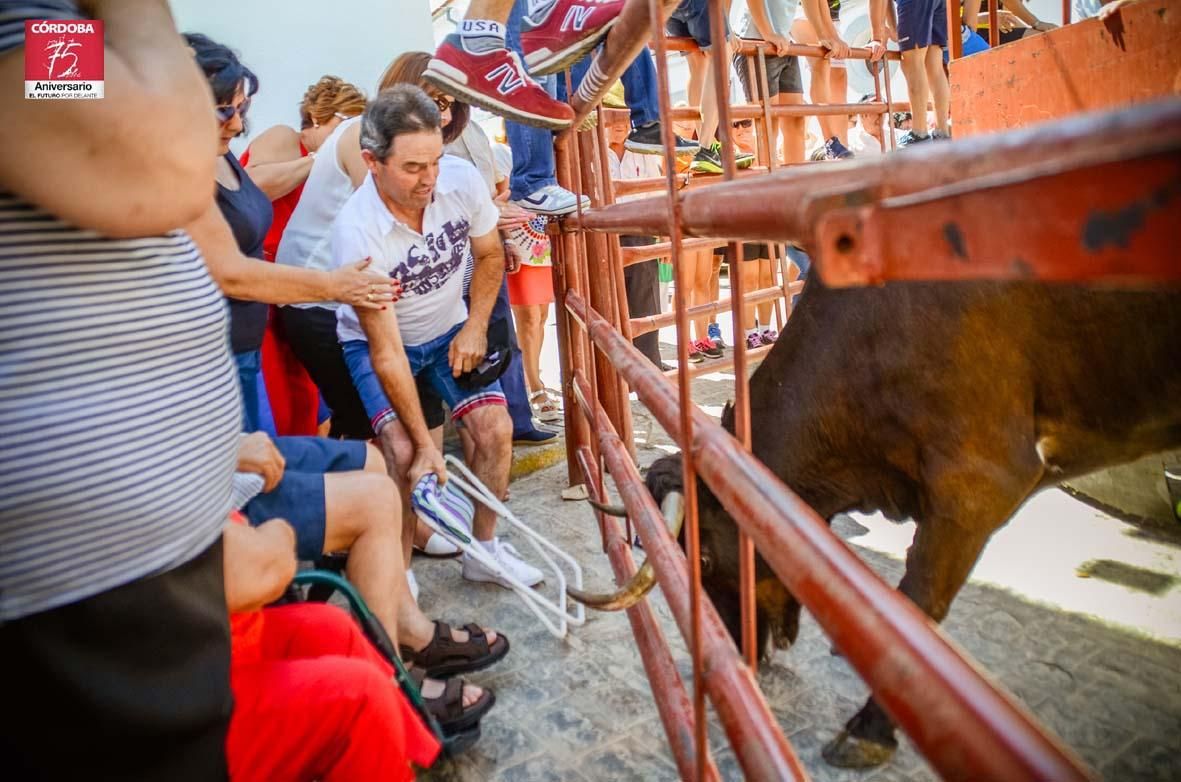 FOTOGALERÍA/ Vaquillas en El Viso