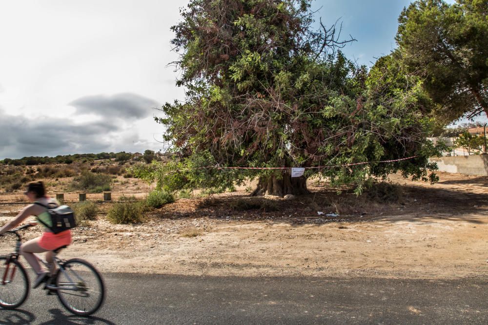 Guardamar protege un árbol monumental