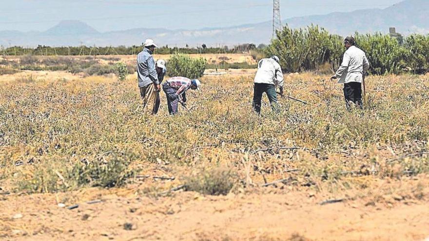 Un grupo de extranjeros trabajando en el Campo de Cartagena. | IVÁN J. URQUÍZAR