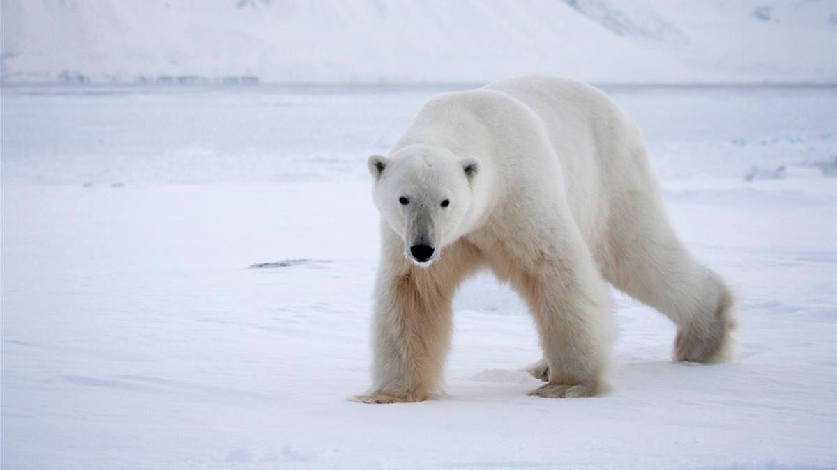 zentauroepp16764928 cuaderno del domingo oso polar en svalbard noruega190114174354