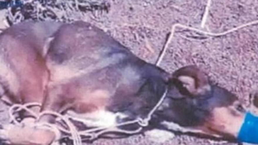 Condenados a cuatro meses de cárcel por asfixiar hasta la muerte a un perro en Teguise