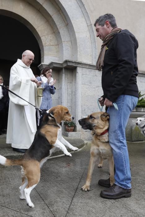 Benedicció dels animals per Sant Antoni a Girona