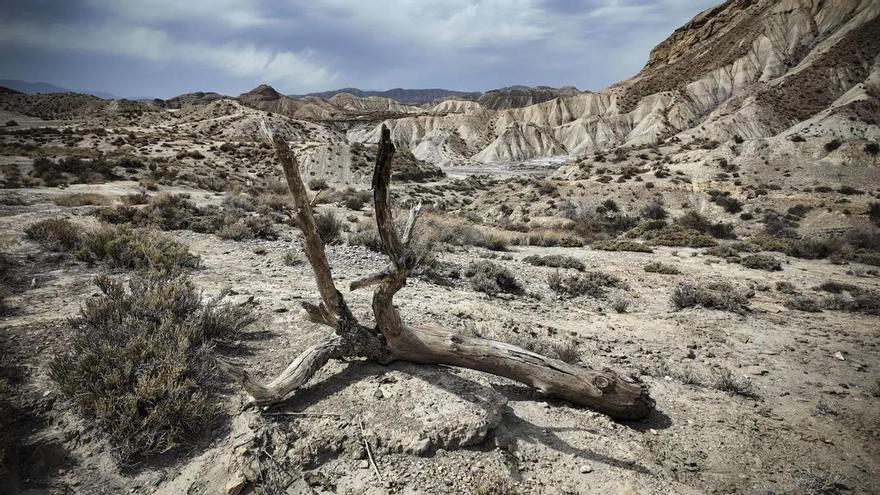 Combinar restauración ecológica y agricultura resiliente al clima, solución contra la desertificación