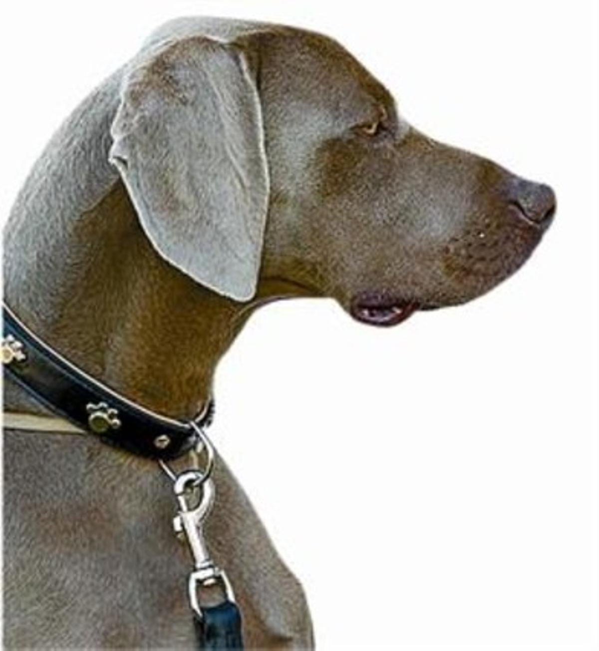 Llaminadures canines Tot per a les mascotes No al menjar porqueria Criadors nacionals Talls personalitzats Sempre disponibles Prevenir abandonaments_MEDIA_1 Llaminadures canines Tot per a les mascotes No al menjar porqueria Criadors nacionals Talls personalitzats Sempre disponibles Prevenir abandonaments_MEDIA_1