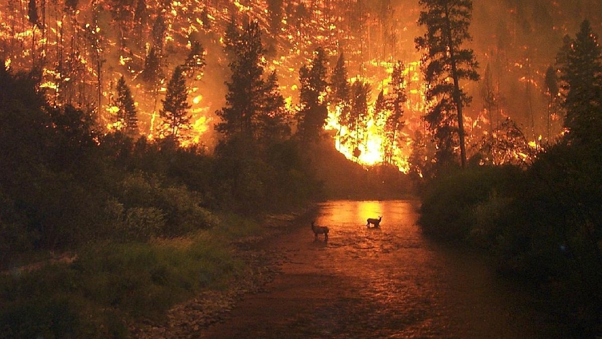 Incendio forestal en el Bosque Nacional Bitterroot en Montana, Estados Unidos.