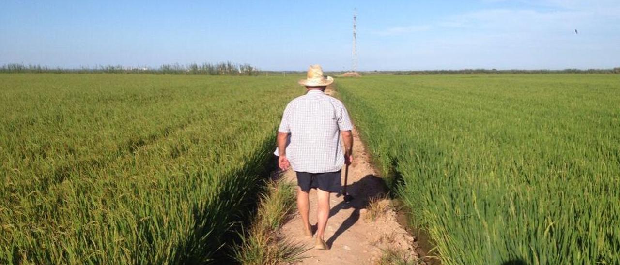 Guardianes del arroz