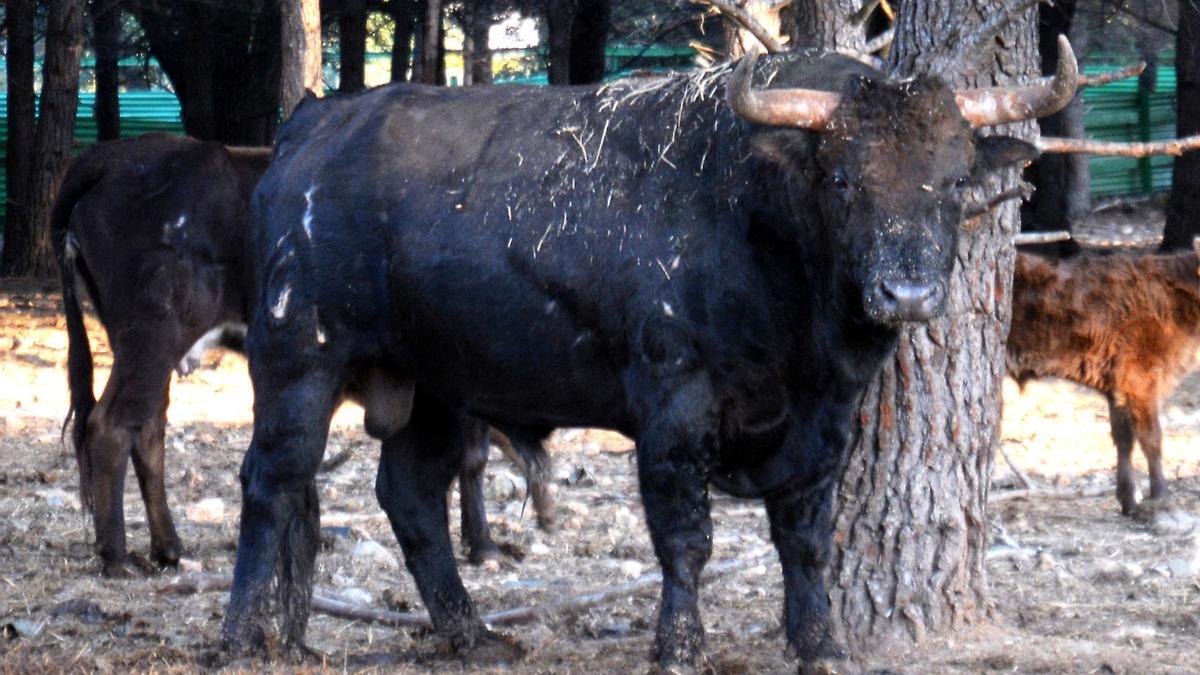 &quot;Jazmín&quot;, de Fuente Ymbro, en los cercados de la ganadería de Daniel Ramos