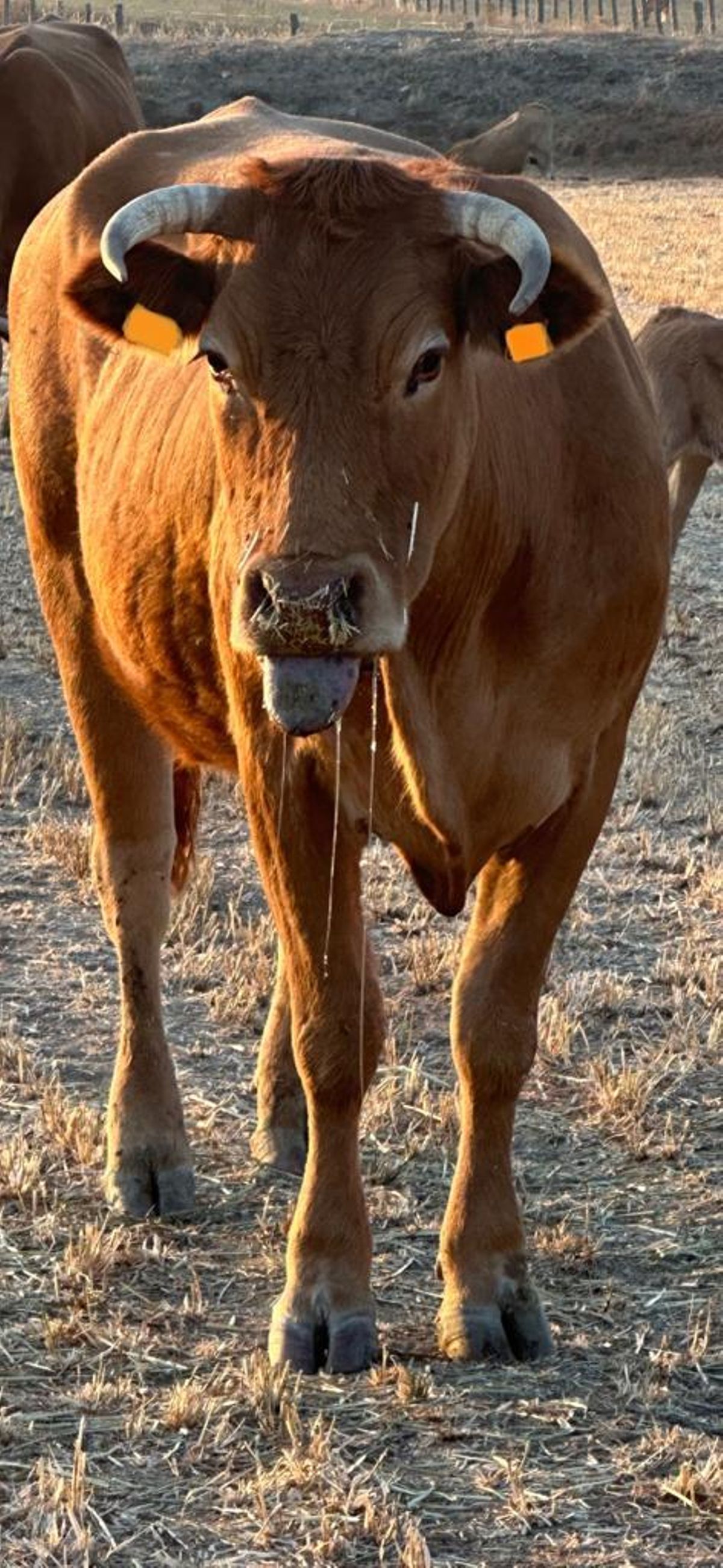 Vaca enferma en una explotación de Moraleja de Sayago