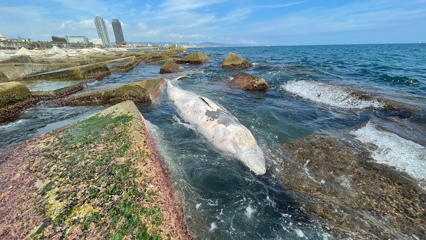 Hallan un cetáceo muerto en la playa de Barcelona