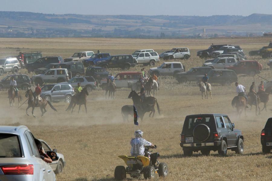 Fiestas en Moraleja del Vino: Encierro