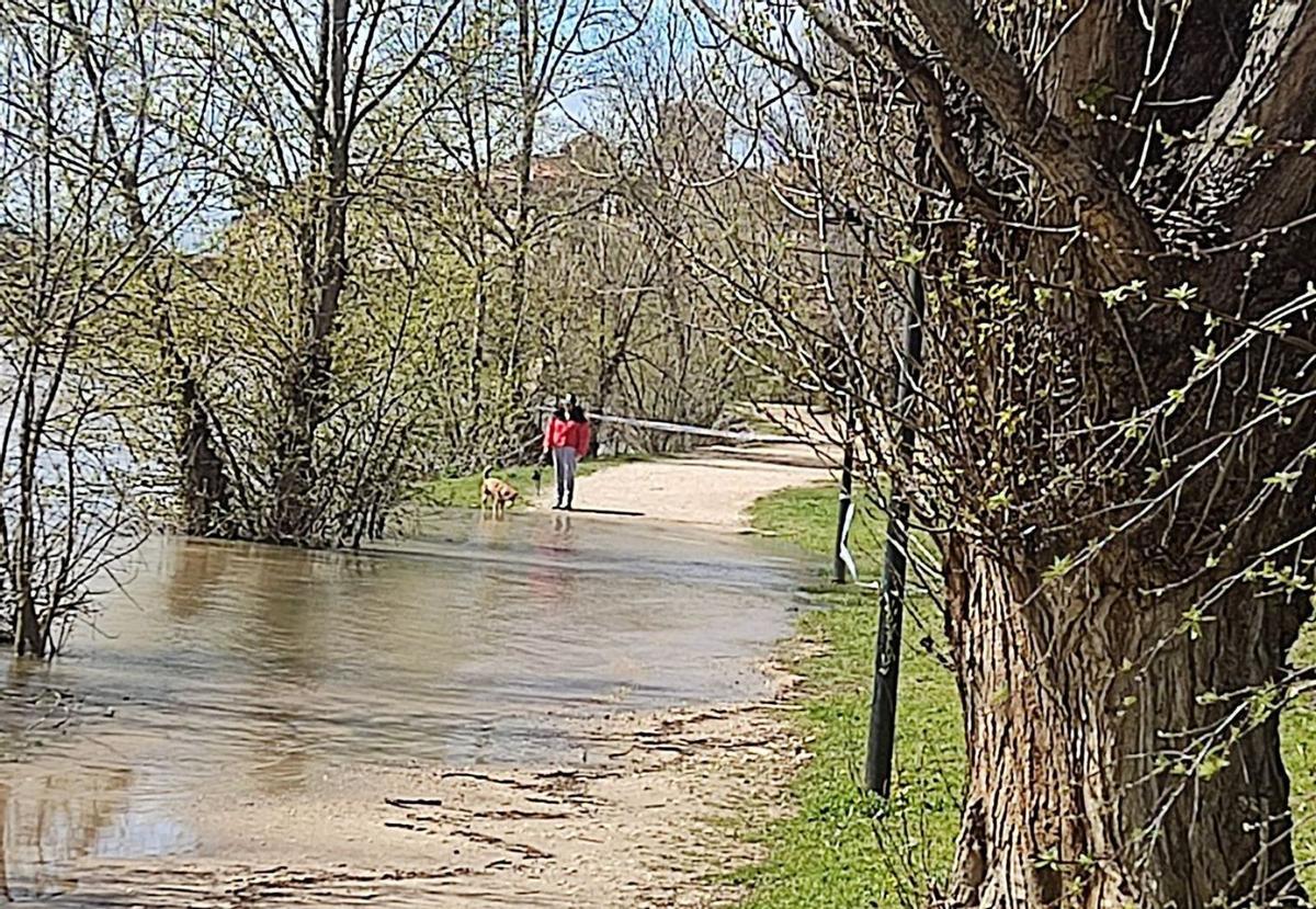 Una mujer junto a su perro en una zona en la que el agua del Duero llega al paseo ribereño. | J. L. F.