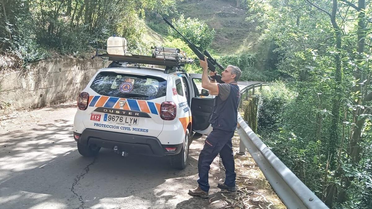 Un miembro de Protección Civil de Mieres durante una operación contra la velutina.